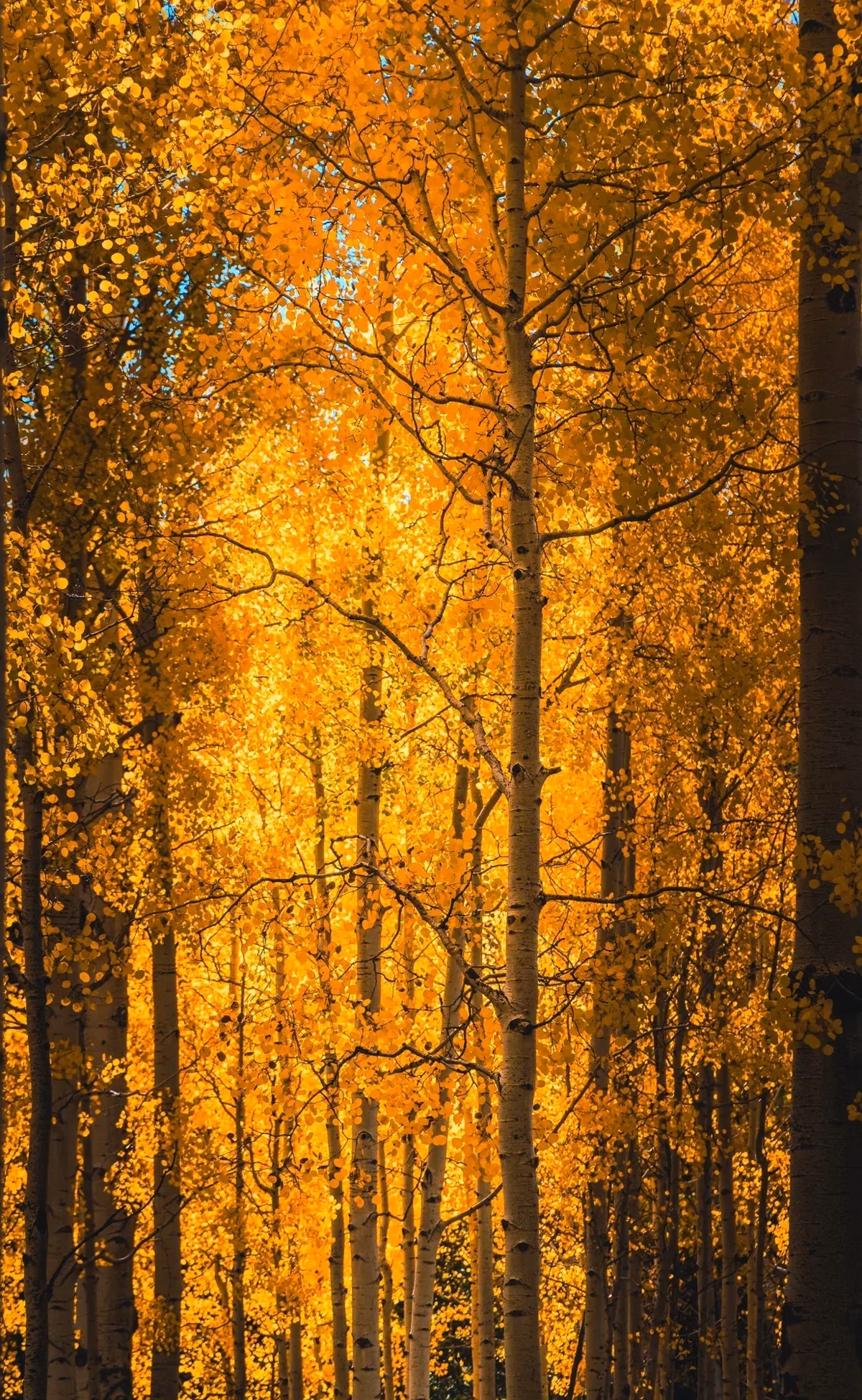 Elevation Workshop - Aspen grove gold Flagstaff Arizona